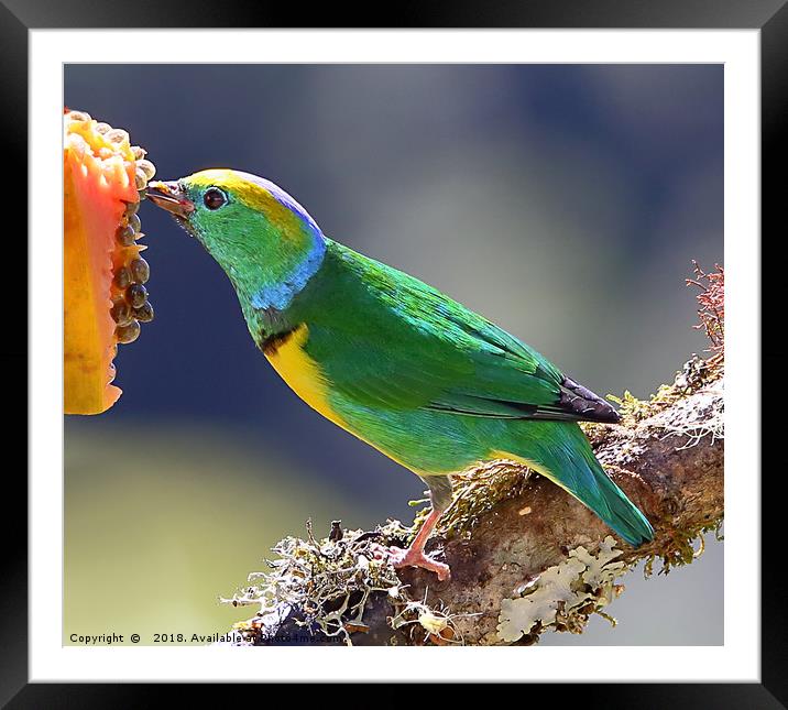Golden-browed Chlorophonia Framed Mounted Print by Carole-Anne Fooks