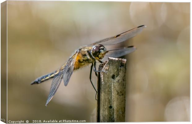 Majestic Four Spotted Chaser Dragonfly Canvas Print by AMANDA AINSLEY