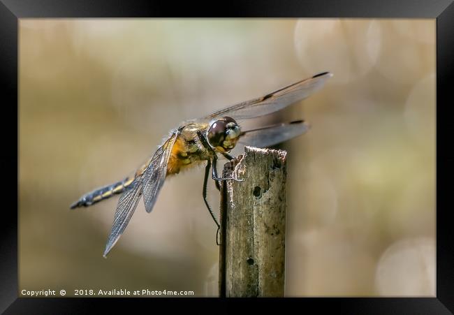 Majestic Four Spotted Chaser Dragonfly Framed Print by AMANDA AINSLEY