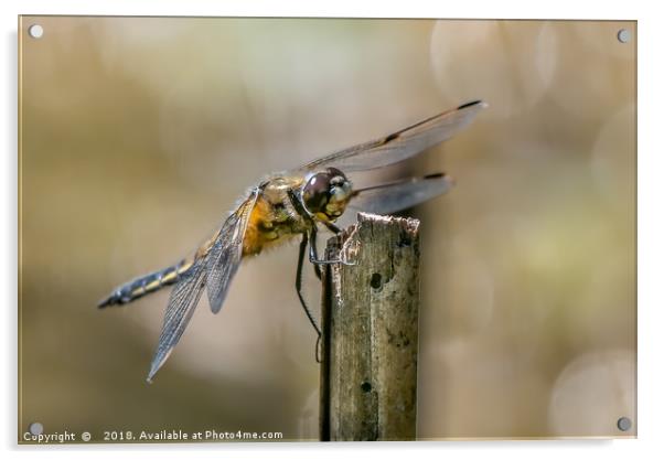 Majestic Four Spotted Chaser Dragonfly Acrylic by AMANDA AINSLEY