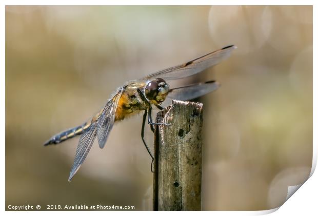 Majestic Four Spotted Chaser Dragonfly Print by AMANDA AINSLEY