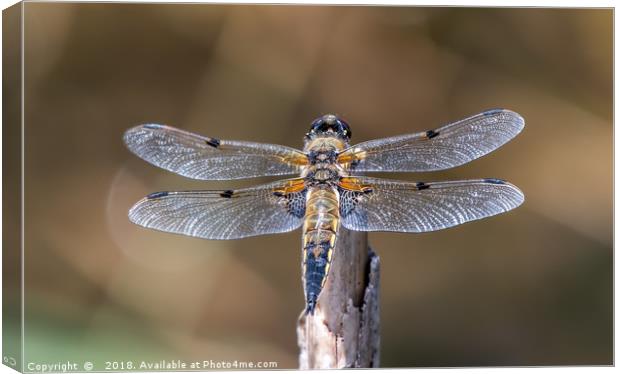 Majestic Four Spotted Chaser Dragonfly Canvas Print by AMANDA AINSLEY