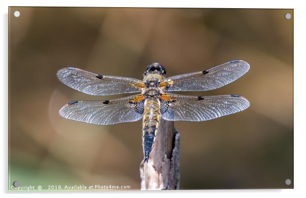 Majestic Four Spotted Chaser Dragonfly Acrylic by AMANDA AINSLEY