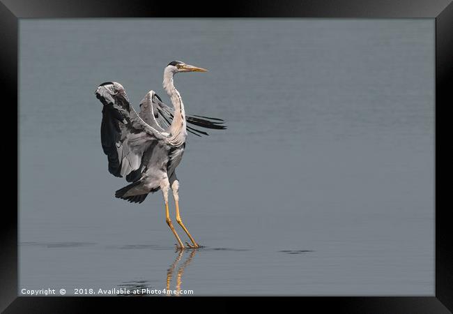 Grey Heron - Landing Framed Print by Wayne Lytton