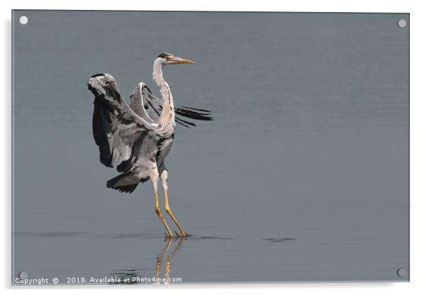 Grey Heron - Landing Acrylic by Wayne Lytton