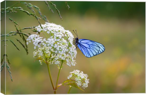 Butterfly with blue wings sits on the field flower Canvas Print by Dobrydnev Sergei