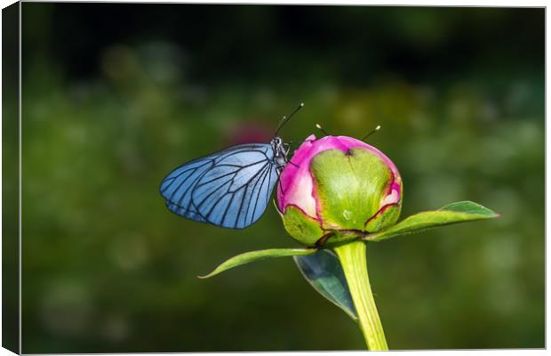 Butterfly with blue wings sitting on bud of peony Canvas Print by Dobrydnev Sergei