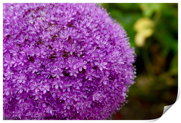 Vibrant Purple Allium Gigantium Print by Penny Martin