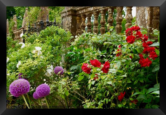 English Country Garden with Allium and Roses Framed Print by Penny Martin