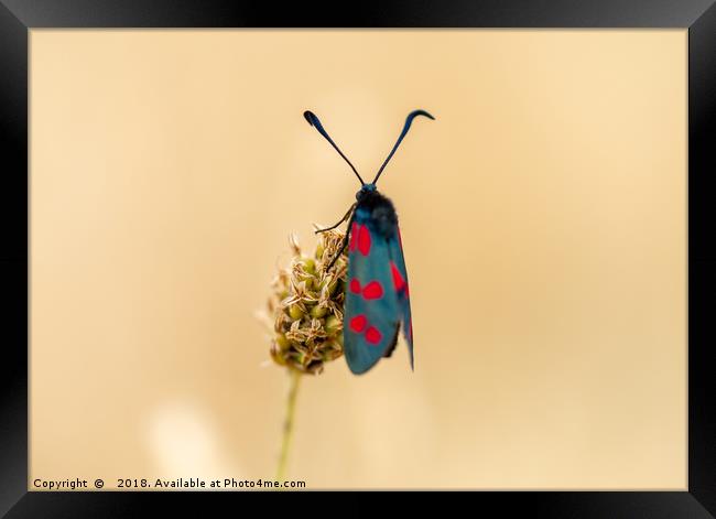 Six spot burnet moth Framed Print by KB Photo