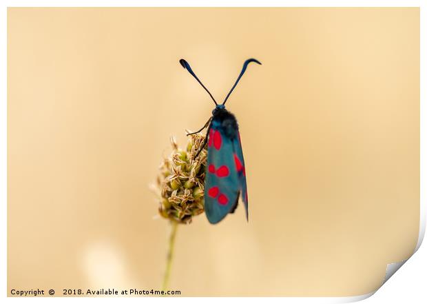 Six spot burnet moth Print by KB Photo