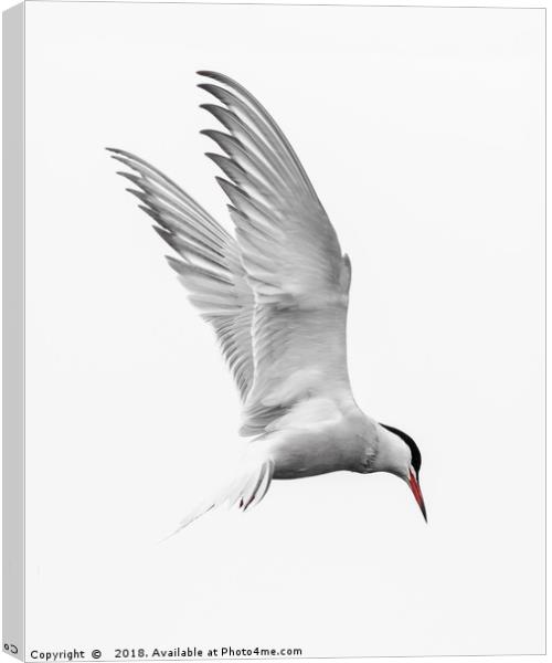 Common Tern Tri colour Canvas Print by Wayne Lytton