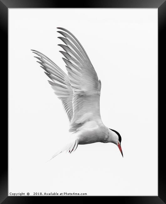 Common Tern Tri colour Framed Print by Wayne Lytton