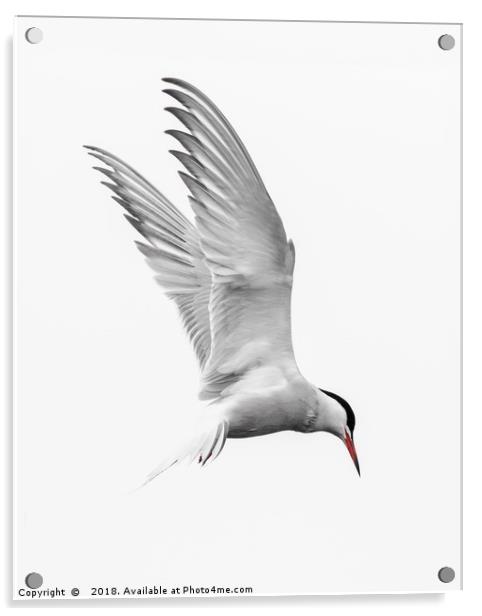 Common Tern Tri colour Acrylic by Wayne Lytton
