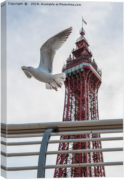 Seagull and Blackpool tower Canvas Print by Alan Tunnicliffe