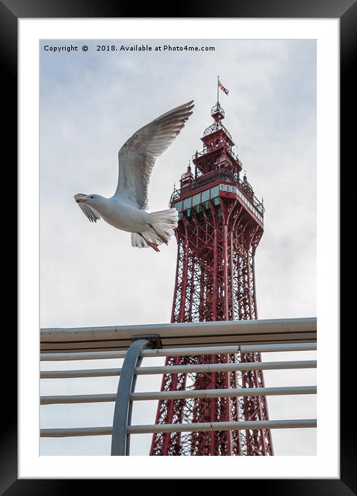 Seagull and Blackpool tower Framed Mounted Print by Alan Tunnicliffe