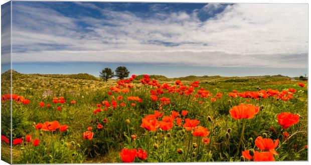 Poppies of Bamburgh Canvas Print by Naylor's Photography