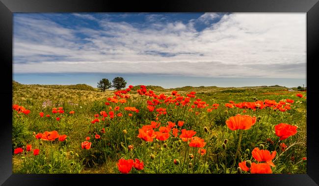Poppies of Bamburgh Framed Print by Naylor's Photography
