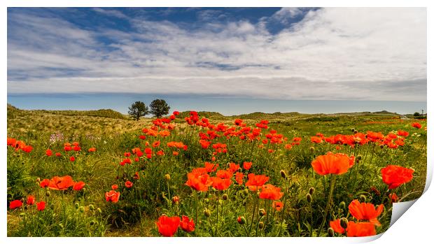 Poppies of Bamburgh Print by Naylor's Photography