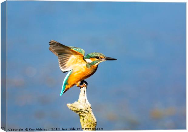 The Kingfisher Canvas Print by Kev Alderson