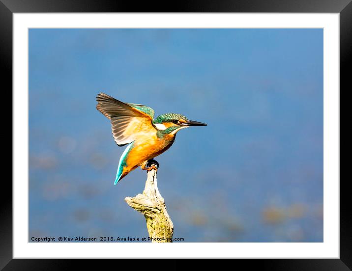 The Kingfisher Framed Mounted Print by Kev Alderson