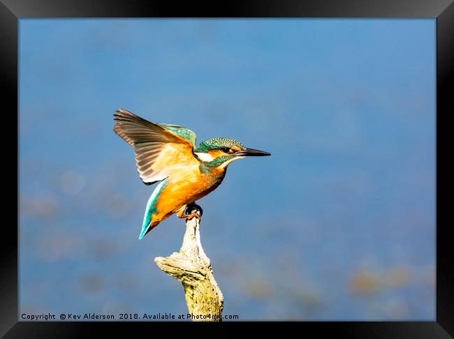 The Kingfisher Framed Print by Kev Alderson