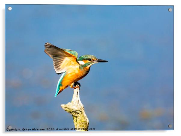 The Kingfisher Acrylic by Kev Alderson