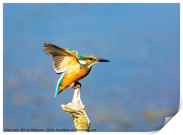 The Kingfisher Print by Kev Alderson
