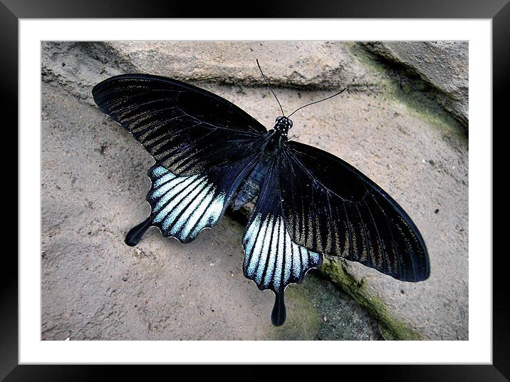 butterfly wall Framed Mounted Print by Heather Newton