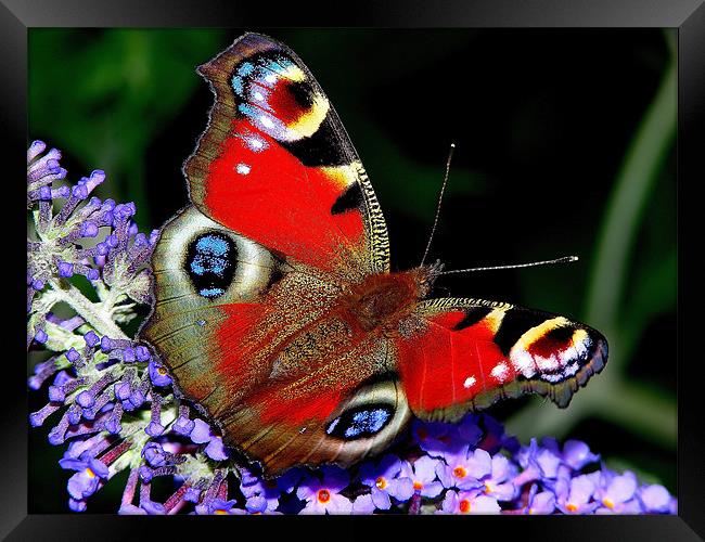 The Peacock Butterfly Framed Print by stephen walton