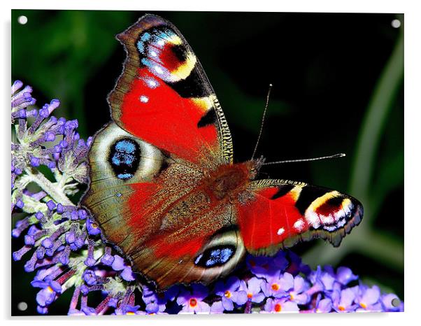 The Peacock Butterfly Acrylic by stephen walton