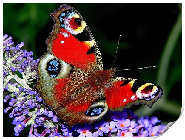 The Peacock Butterfly Print by stephen walton