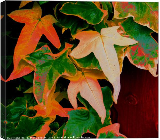 Multi Coloured Ivy Canvas Print by Heather Goodwin