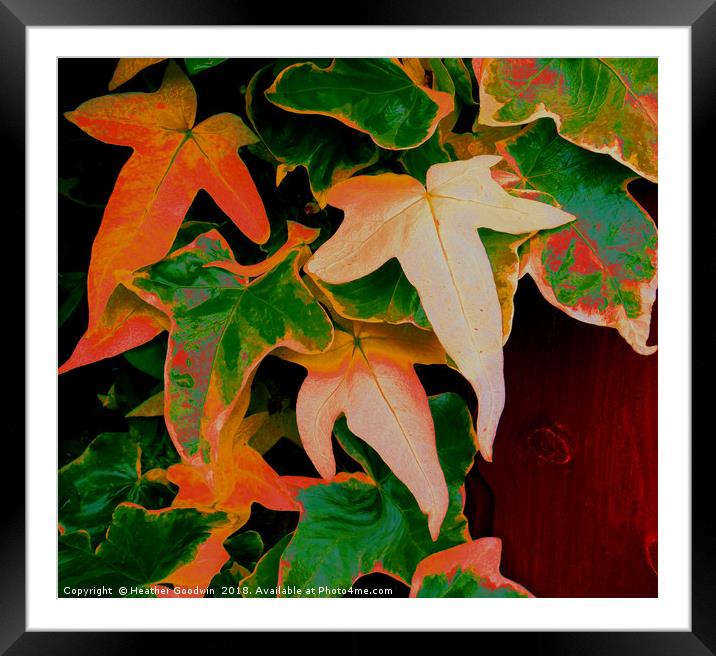 Multi Coloured Ivy Framed Mounted Print by Heather Goodwin