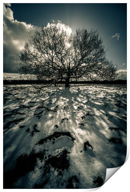 Shadows in the Snow Print by Peter Anthony Rollings