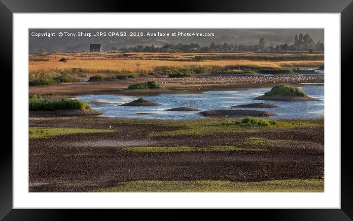 RYE HARBOUR NATURE RESERVE Framed Mounted Print by Tony Sharp LRPS CPAGB