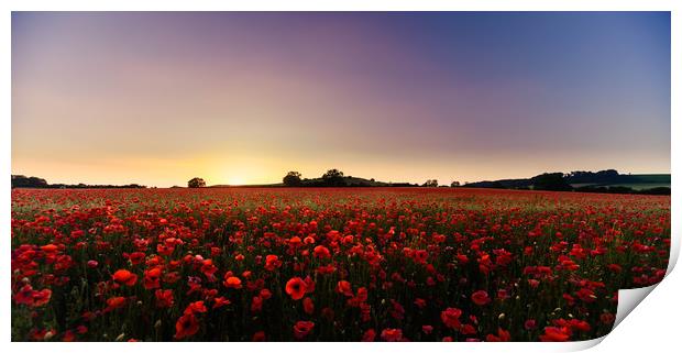 Poppy Heaven Print by Peter Anthony Rollings