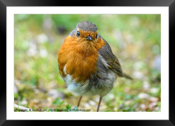 A Curious Robin Framed Mounted Print by Ieuan Evans