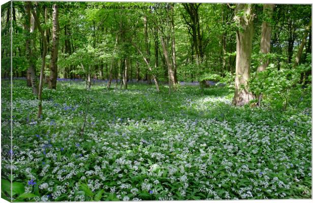 Chalkney Wood Wild Garlic and Bluebells Canvas Print by Diana Mower