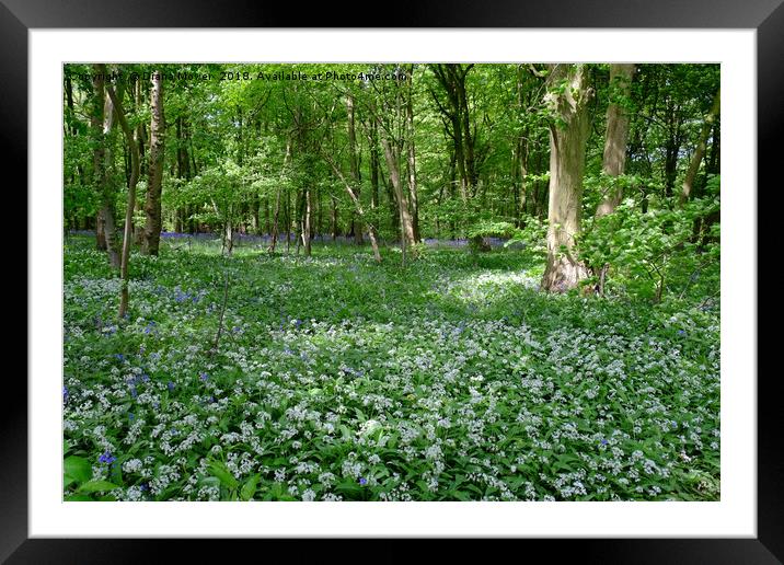 Chalkney Wood Wild Garlic and Bluebells Framed Mounted Print by Diana Mower