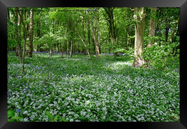 Chalkney Wood Wild Garlic and Bluebells Framed Print by Diana Mower