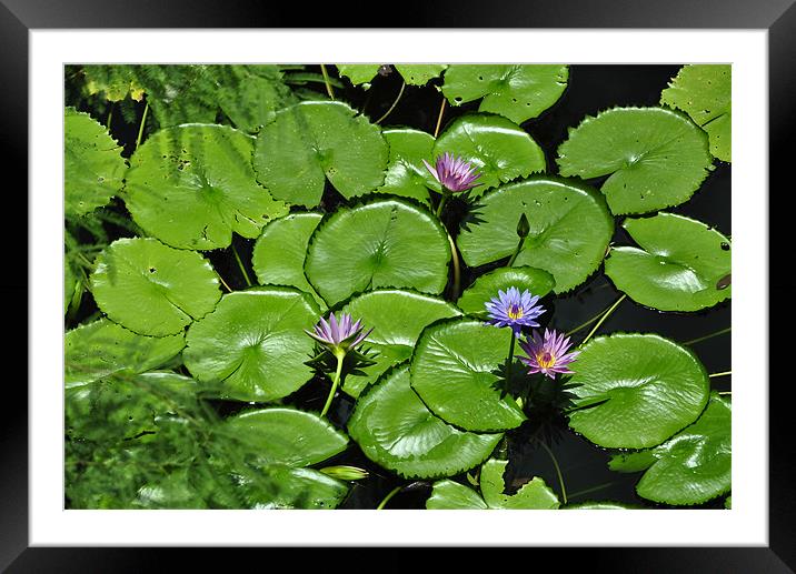 Lily Pads Framed Mounted Print by Stuart Reid