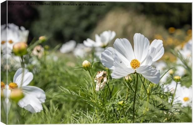 Mexican Aster -White Cosmos Bipinnatus Canvas Print by Andy Morton