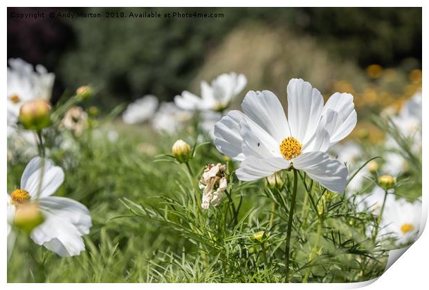 Mexican Aster -White Cosmos Bipinnatus Print by Andy Morton