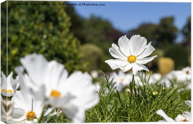 Mexican Aster -White Cosmos Bipinnatus Canvas Print by Andy Morton