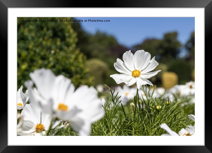 Mexican Aster -White Cosmos Bipinnatus Framed Mounted Print by Andy Morton