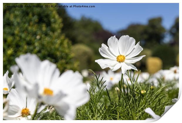 Mexican Aster -White Cosmos Bipinnatus Print by Andy Morton