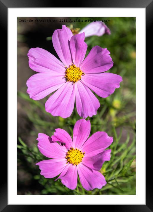 Pink Garden Cosmos Plant Framed Mounted Print by Andy Morton
