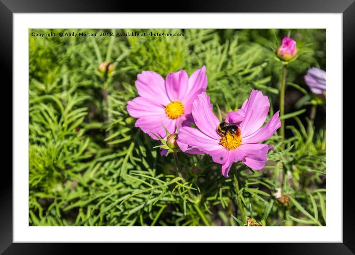 Pink Garden Cosmos Plant Framed Mounted Print by Andy Morton