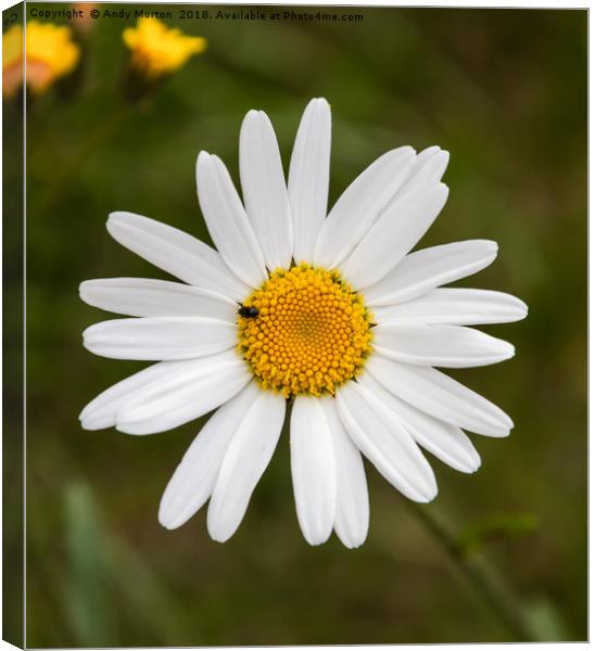 Common Daisy - (Bellis Perennis)  Canvas Print by Andy Morton